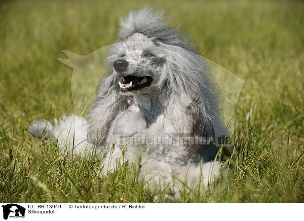 Silberpudel / silver poodle / RR-13949