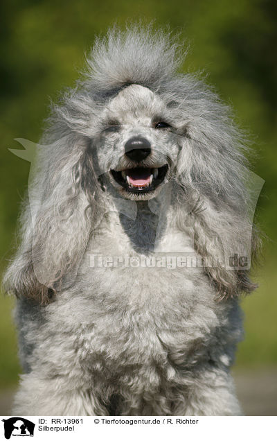 Silberpudel / silver poodle / RR-13961