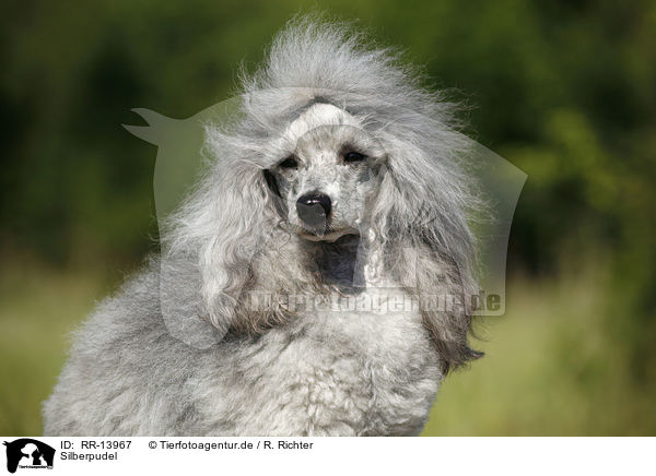 Silberpudel / silver poodle / RR-13967
