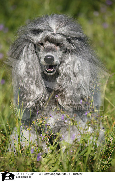 Silberpudel / silver poodle / RR-13981
