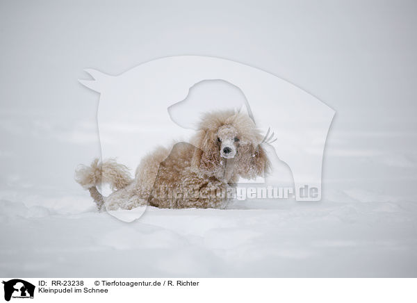 Kleinpudel im Schnee / RR-23238