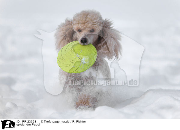 spielender Pudel / playing poodle / RR-23328