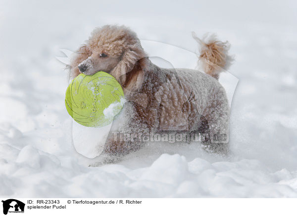 spielender Pudel / playing poodle / RR-23343