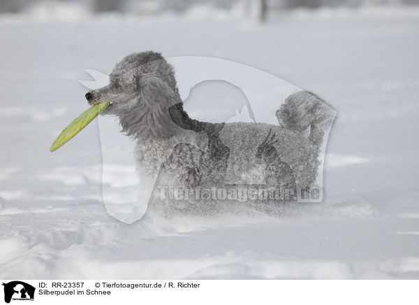 Silberpudel im Schnee / silver poodle in snow / RR-23357