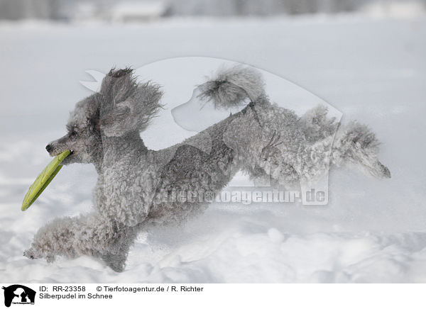 Silberpudel im Schnee / silver poodle in snow / RR-23358