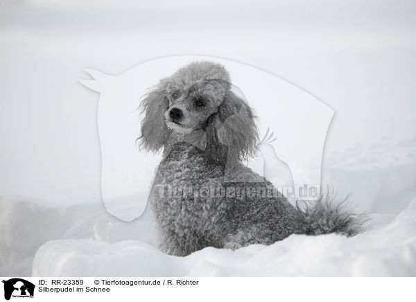 Silberpudel im Schnee / silver poodle in snow / RR-23359