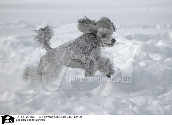 Silberpudel im Schnee / silver poodle in snow / RR-23360