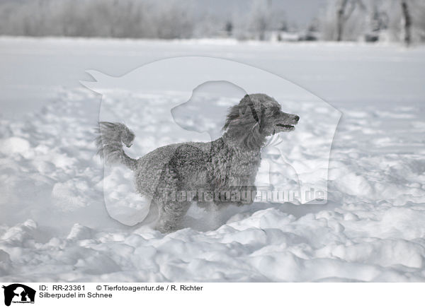 Silberpudel im Schnee / silver poodle in snow / RR-23361
