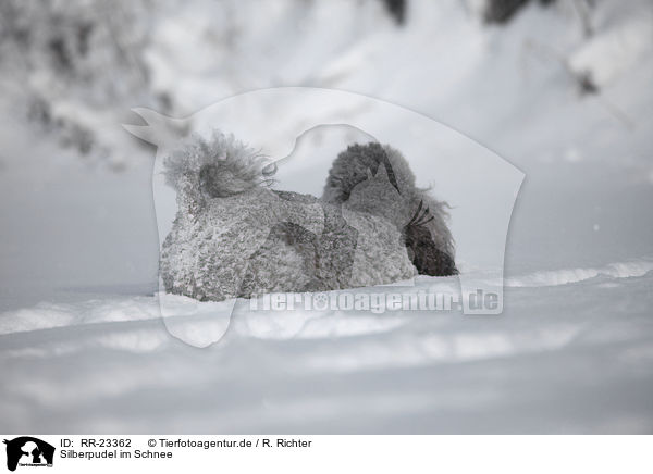 Silberpudel im Schnee / silver poodle in snow / RR-23362