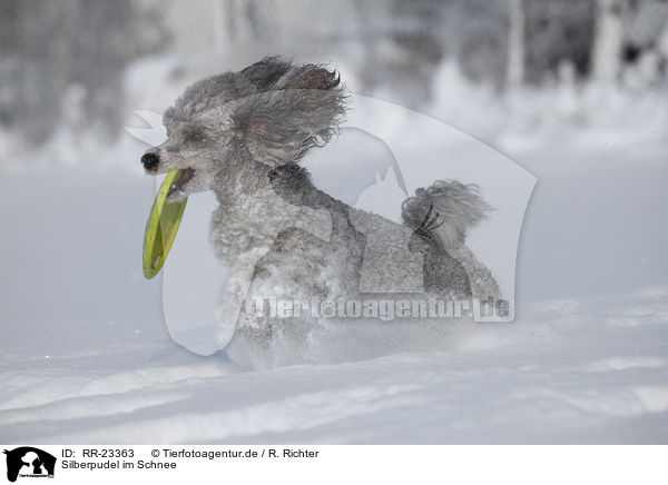 Silberpudel im Schnee / silver poodle in snow / RR-23363