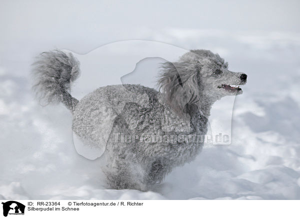 Silberpudel im Schnee / silver poodle in snow / RR-23364