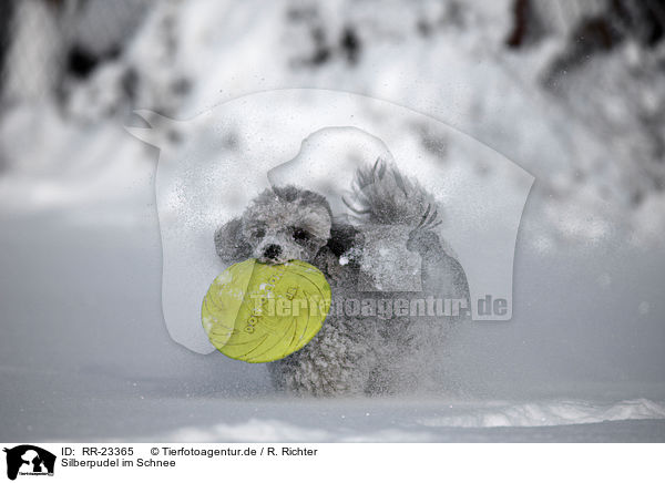 Silberpudel im Schnee / silver poodle in snow / RR-23365