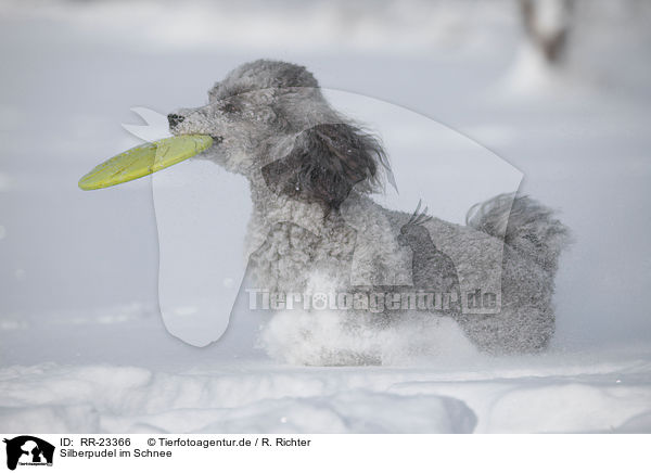 Silberpudel im Schnee / silver poodle in snow / RR-23366