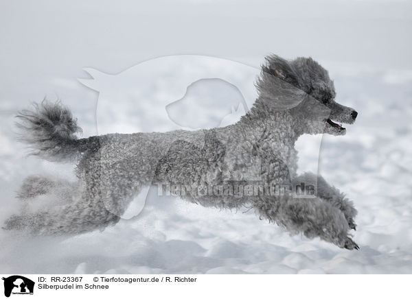 Silberpudel im Schnee / silver poodle in snow / RR-23367