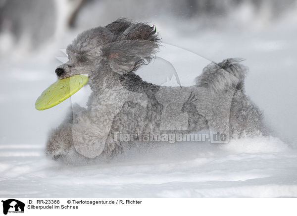 Silberpudel im Schnee / silver poodle in snow / RR-23368