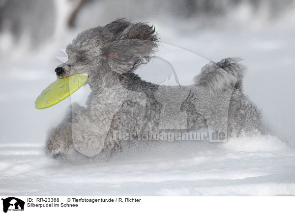 Silberpudel im Schnee / silver poodle in snow / RR-23368