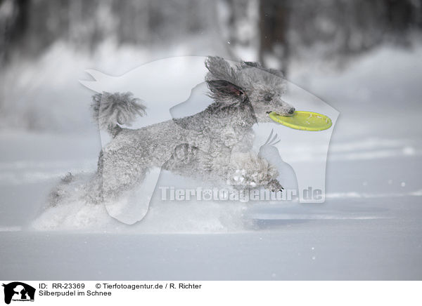 Silberpudel im Schnee / silver poodle in snow / RR-23369