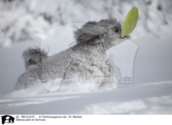 Silberpudel im Schnee / silver poodle in snow / RR-23370