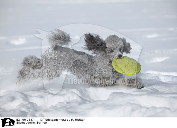Silberpudel im Schnee / silver poodle in snow / RR-23371