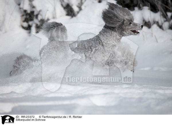 Silberpudel im Schnee / silver poodle in snow / RR-23372