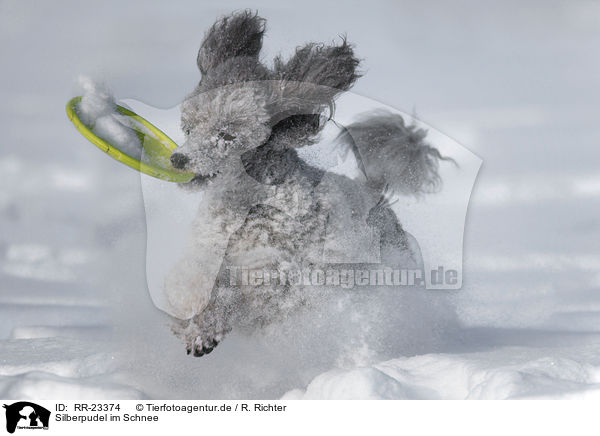 Silberpudel im Schnee / silver poodle in snow / RR-23374