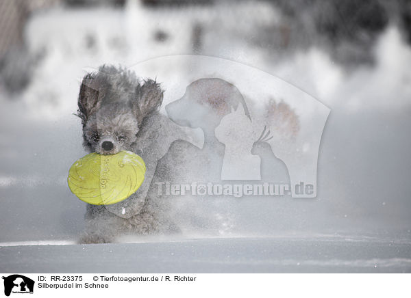 Silberpudel im Schnee / silver poodle in snow / RR-23375