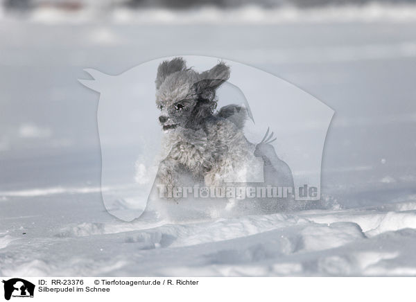 Silberpudel im Schnee / silver poodle in snow / RR-23376