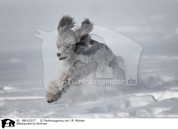 Silberpudel im Schnee / silver poodle in snow / RR-23377