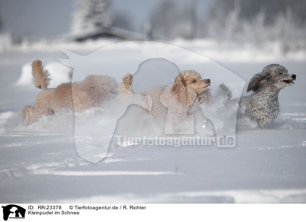 Kleinpudel im Schnee / poodle in snow / RR-23378