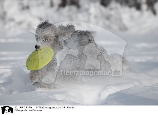 Silberpudel im Schnee / silver poodle in snow / RR-23379