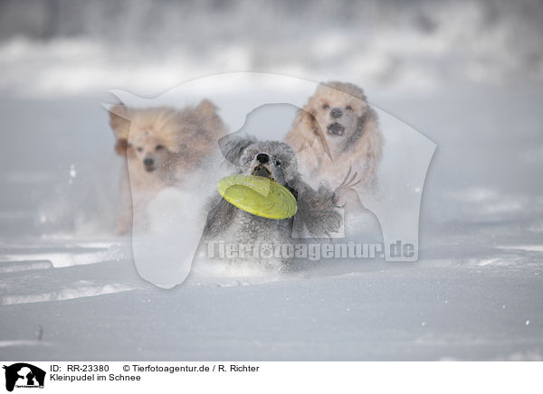Kleinpudel im Schnee / poodle in snow / RR-23380