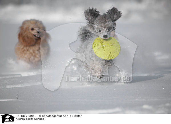 Kleinpudel im Schnee / poodle in snow / RR-23381