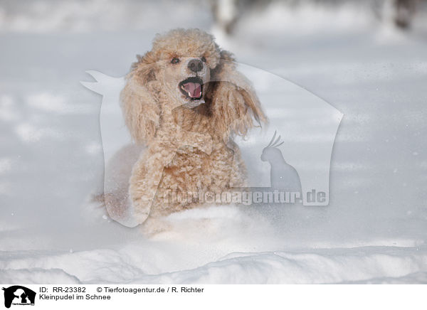 Kleinpudel im Schnee / poodle in snow / RR-23382