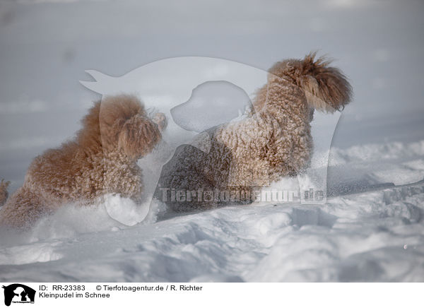 Kleinpudel im Schnee / poodle in snow / RR-23383