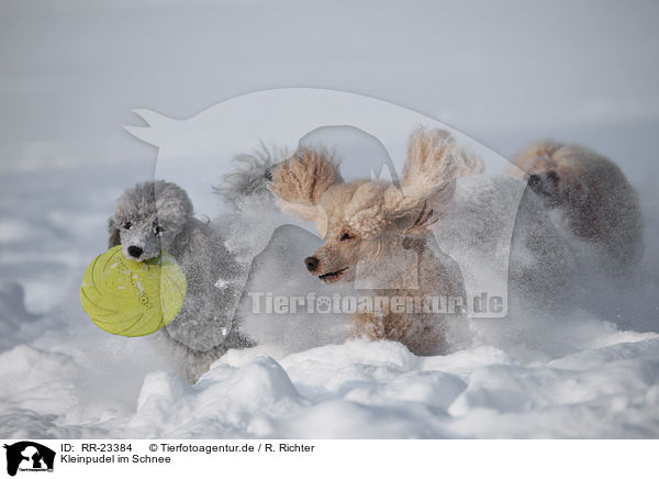 Kleinpudel im Schnee / poodle in snow / RR-23384