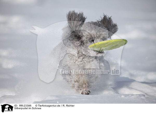 Silberpudel im Schnee / silver poodle in snow / RR-23386