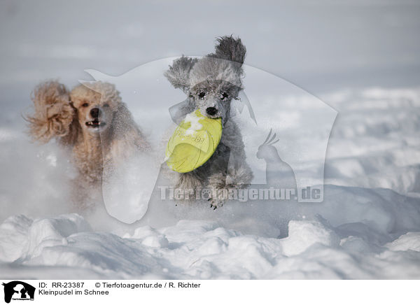 Kleinpudel im Schnee / poodle in snow / RR-23387