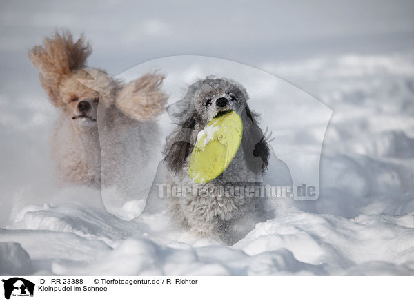 Kleinpudel im Schnee / poodle in snow / RR-23388