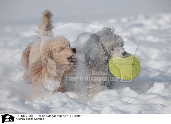 Kleinpudel im Schnee / poodle in snow / RR-23390