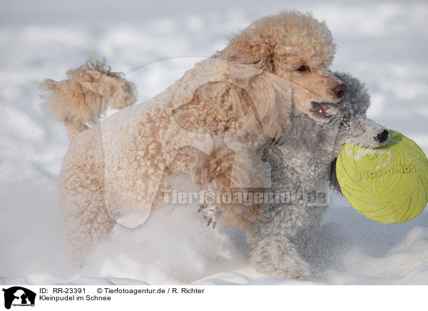 Kleinpudel im Schnee / poodle in snow / RR-23391