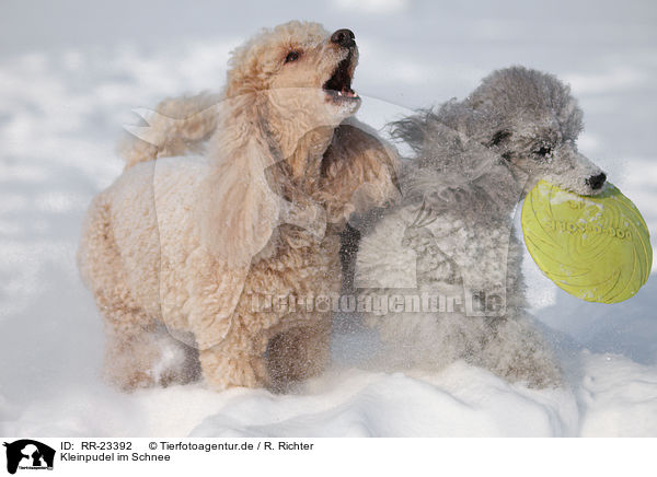 Kleinpudel im Schnee / poodle in snow / RR-23392