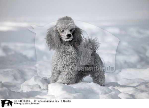 Silberpudel im Schnee / silver poodle in snow / RR-23393