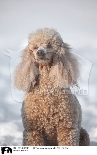 Pudel Portrait / poodle portrait / RR-23395
