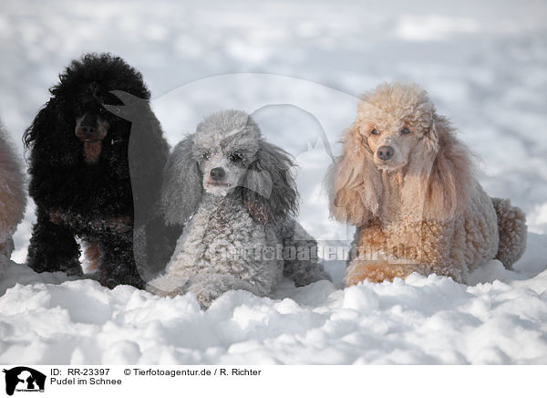 Pudel im Schnee / poodle in snow / RR-23397