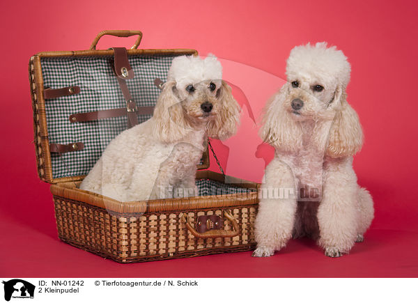 2 Kleinpudel / 2 small poodles / NN-01242