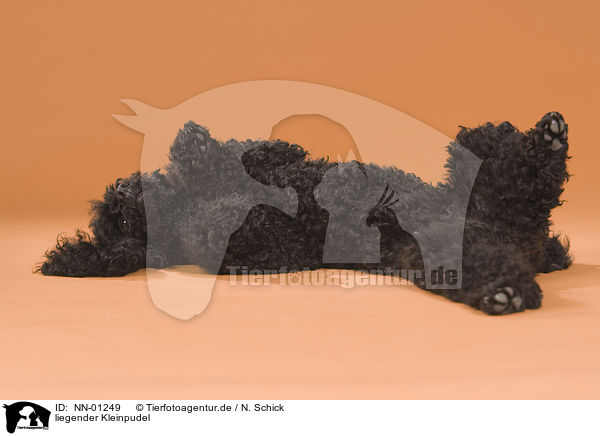 liegender Kleinpudel / lying small poodle / NN-01249