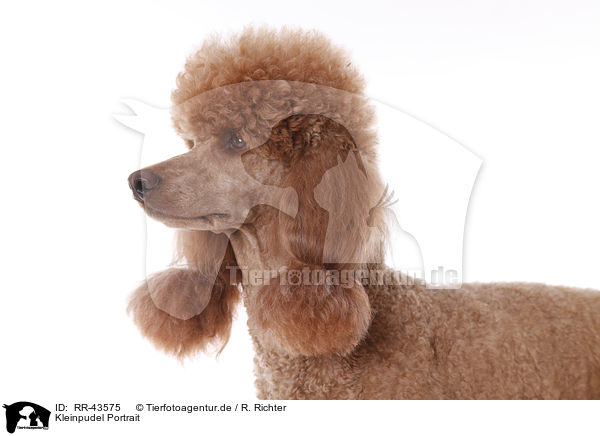 Kleinpudel Portrait / Poodle Portrait / RR-43575