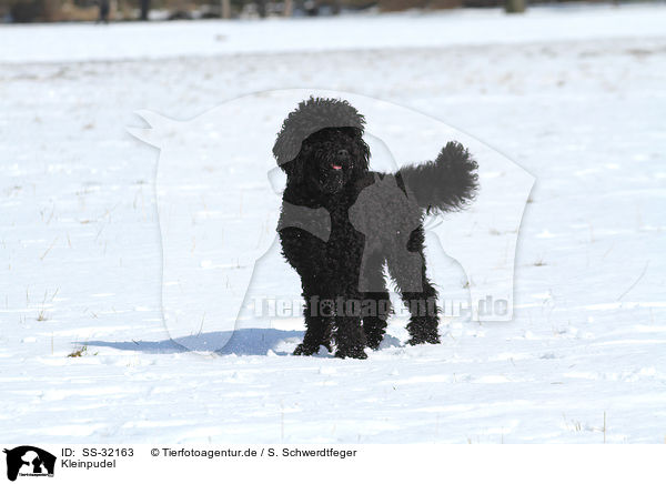 Kleinpudel / poodle / SS-32163