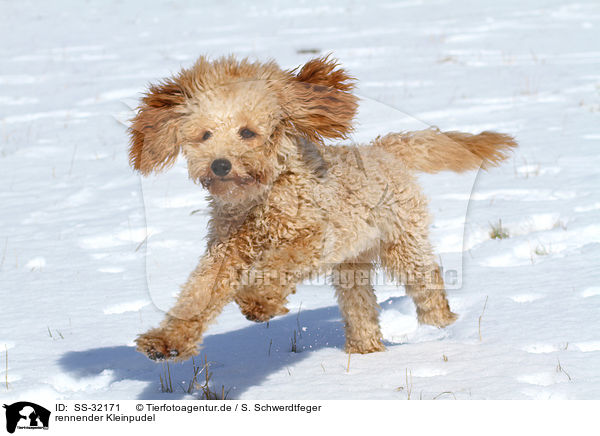 rennender Kleinpudel / running poodle / SS-32171