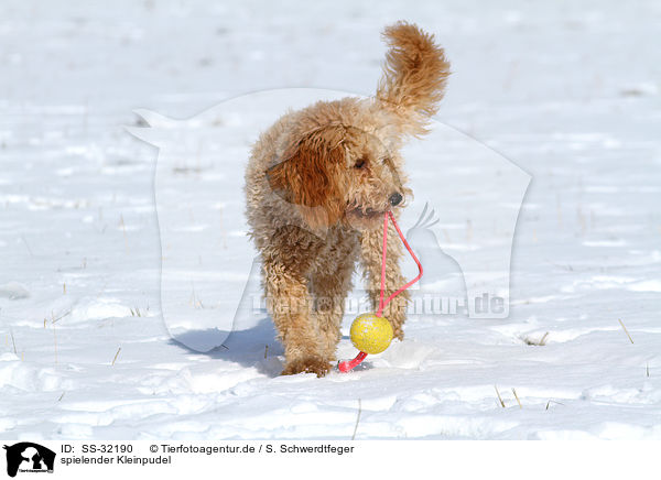 spielender Kleinpudel / playing poodle / SS-32190